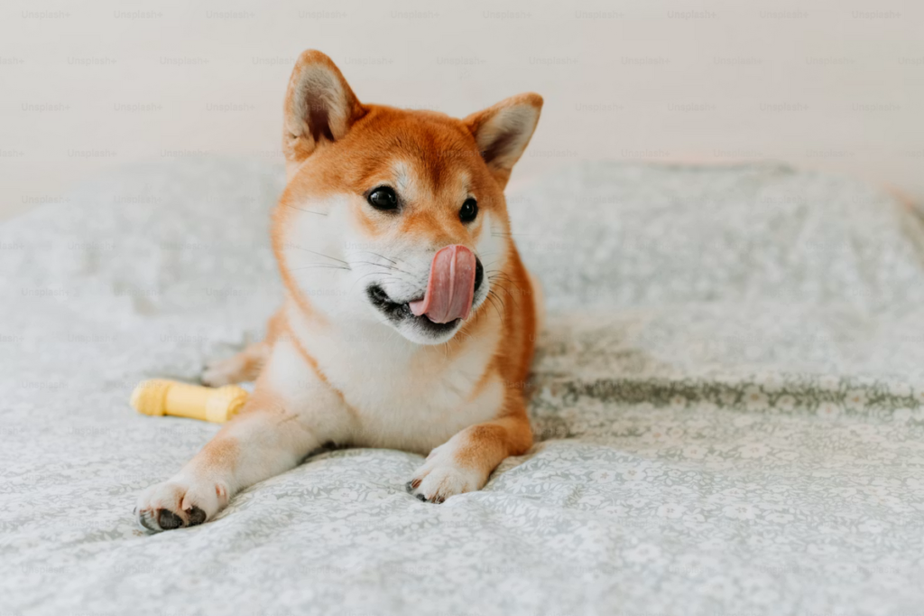 screenshot 2026 06 15 at 00 36 55 a brown and white dog laying on top of a bed photo – dog image on unsplash