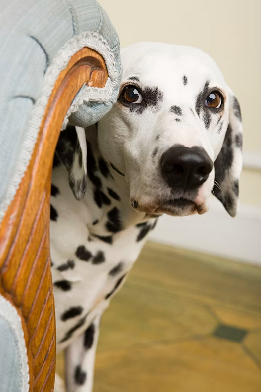 screenshot 2026 06 15 at 00 39 30 a dalmatian dog sitting on top of a blue couch photo – portrait image on unsplash